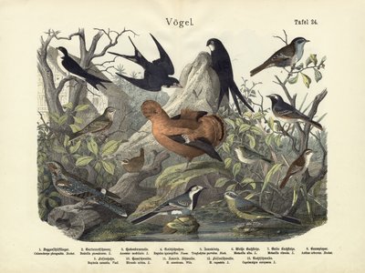 Uccelli, c.1860 da German School